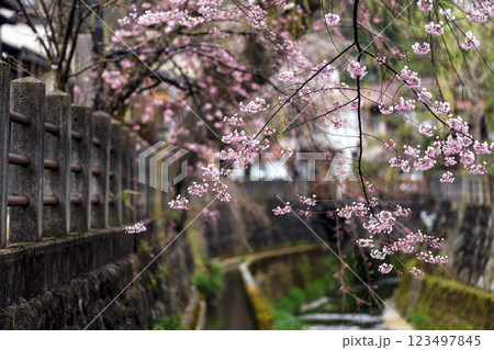 200412江名子川桜m093 123497845