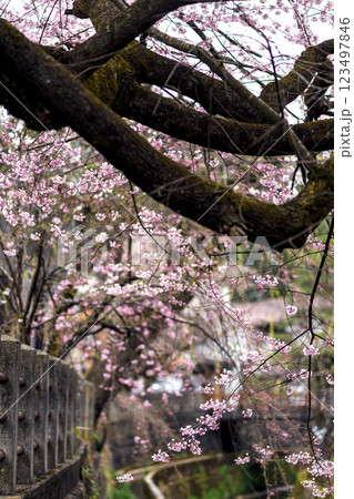 200412江名子川桜m095 123497846