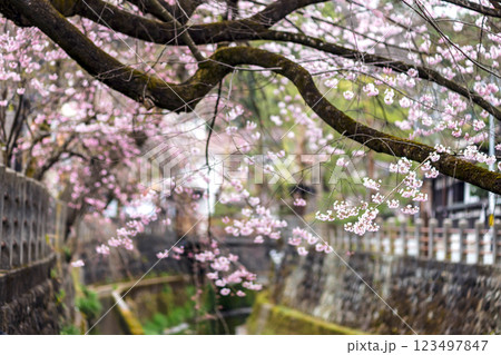 200412江名子川桜m096 123497847