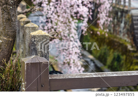 200412江名子川桜m144 123497855