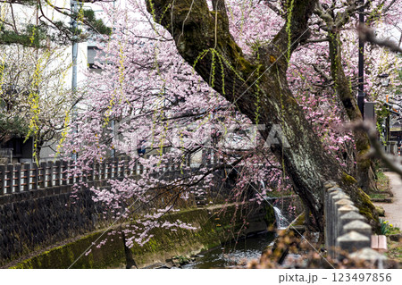 200412江名子川桜m152 123497856