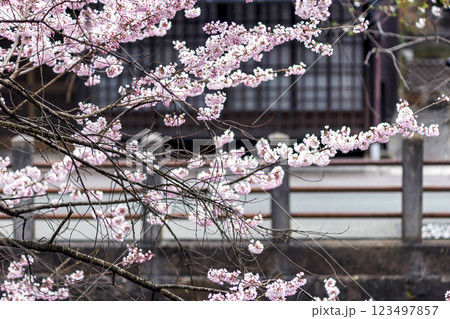 200412江名子川桜m155 123497857