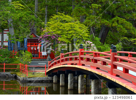 高野山壇上伽藍　善女龍王社と石楠花 123498061