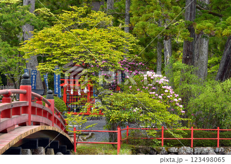 高野山壇上伽藍　善女龍王社と石楠花 123498065