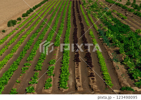 Aerial view of neatly organized rows of vibrant green and purple lettuce in a farm setting, showcasing healthy crops and rich soil. 123498095