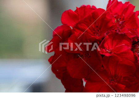 A vibrant cluster of red geranium flowers, showcasing their lush petals against a softly blurred background, A vibrant cluster of red geranium flowers, showcasing their lush petals against a softly blurred background, 123498096