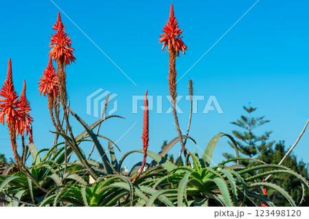 Vibrant red aloe flowers rise against a clear blue sky, showcasing the beauty of nature and the striking contrast of colors in this botanical scene. 123498120