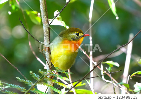 どこからともなく来て目の前に止まった可愛いくて綺麗なソウシチョウ 123498315