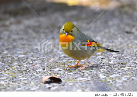 どこからともなく来て目の前に止まった可愛いくて綺麗なソウシチョウ どこからともなく来て目の前に止まった可愛いくて綺麗なソウシチョウ 123498323