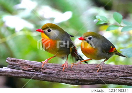 どこからともなく来て目の前に止まった可愛いくて綺麗なソウシチョウ 123498324