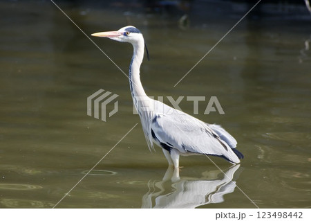 青鷺 heron / Japan 123498442