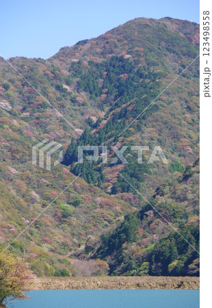 兵庫県南あわじ市　大日川ダムから山桜の咲く諭鶴羽山地を望む 123498558