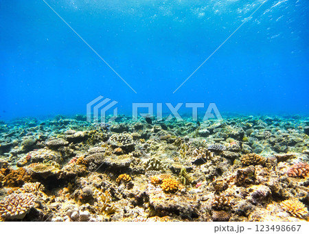 沖縄　阿嘉島のニシハマビーチ　水中撮影 123498667