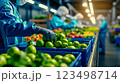A group of people working in a factory with crates of vegetables 123498714