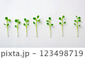 A row of green sprouts growing out of a white surface 123498719