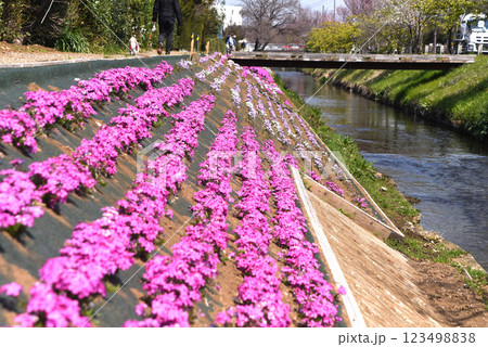 芝桜 123498838