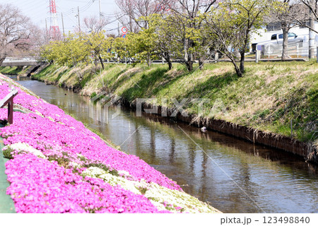 新緑　芝桜 123498840