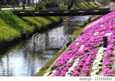 川 芝桜 川 芝桜 123498842