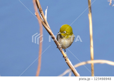 メジロ メジロ 123498948