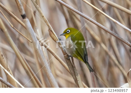 メジロ メジロ 123498957