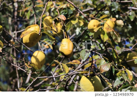 すずなりとなった花梨の実 123498970