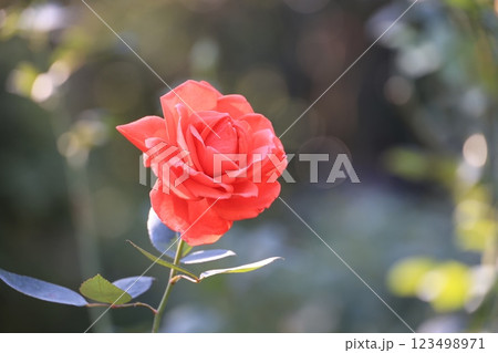クローズアップ撮影した一輪のバラの花 クローズアップ撮影した一輪のバラの花 123498971
