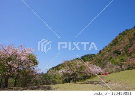 兵庫県南あわじ市 桜の咲く大日ダム公園 兵庫県南あわじ市 桜の咲く大日ダム公園 123499081