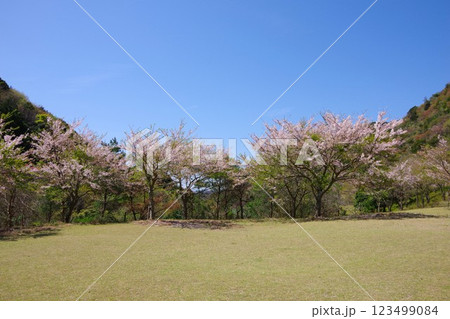 兵庫県南あわじ市　桜の咲く大日ダム公園 123499084
