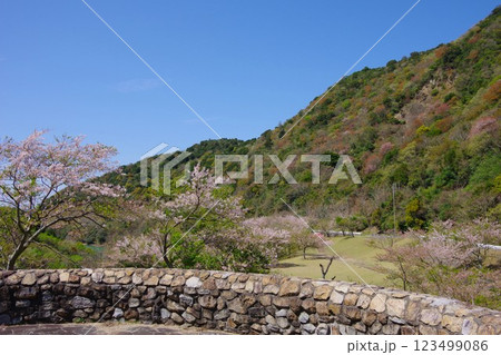 兵庫県南あわじ市　桜の咲く大日ダム公園 123499086