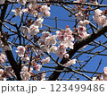 2月の寒空に咲く桜 123499486
