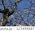 2月に咲く桜と青空 123499487