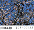 2月に咲く桜と青空 123499488