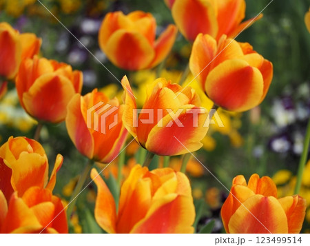 チューリップ　アペルドンエリート 123499514