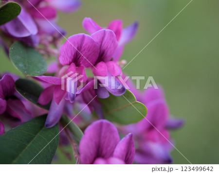 10月に咲いたかわいらしい紫色のサツマハギの花 123499642