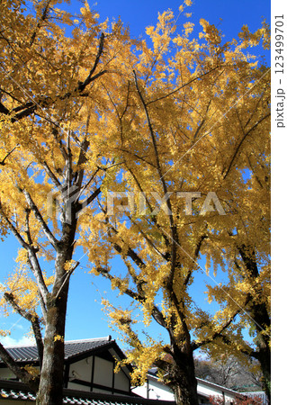 桜の馬場　城彩苑横の銀杏並木　黄色く黄葉した景観 123499701