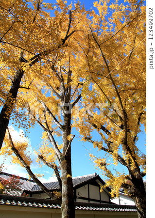 桜の馬場 城彩苑横の銀杏並木 黄色く黄葉した景観 桜の馬場 城彩苑横の銀杏並木 黄色く黄葉した景観 123499702
