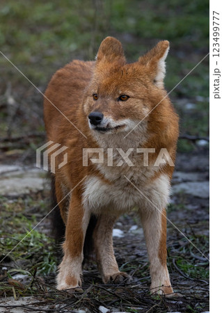 Ussuri dhole (Cuon alpinus alpinus) Ussuri dhole (Cuon alpinus alpinus) 123499777