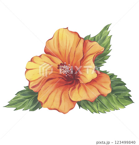Watercolor orange hibiscus flower with green leaves 123499840