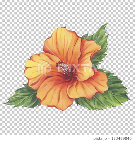 Watercolor orange hibiscus flower with green leaves 123499840