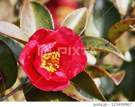 サザンカの花 123499967