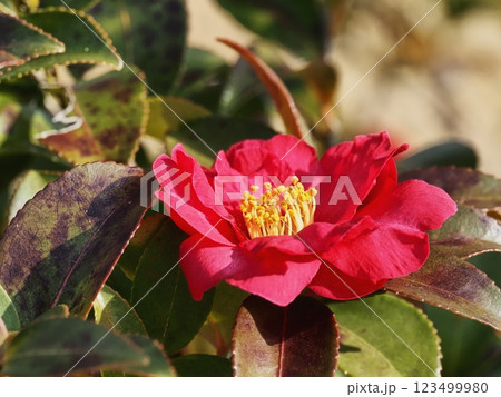 サザンカの花 123499980