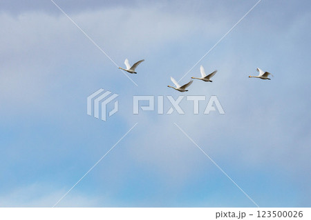 餌を求めた飛び立つ白鳥 餌を求めた飛び立つ白鳥 123500026