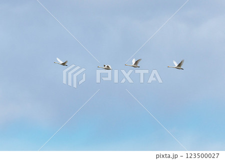 餌を求めた飛び立つ白鳥 123500027