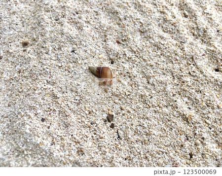 白い砂浜とヤドカリ 123500069