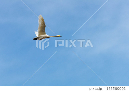 餌を求めて飛び立つ白鳥 123500091