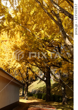 桜の馬場　城彩苑横の銀杏並木　黄色く黄葉した景観 123500157