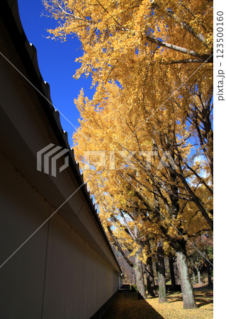 桜の馬場 城彩苑横の銀杏並木 黄色く黄葉した景観 桜の馬場 城彩苑横の銀杏並木 黄色く黄葉した景観 123500160