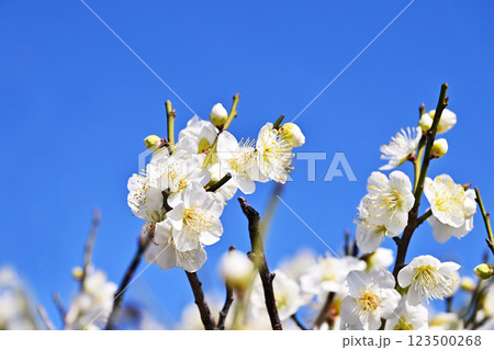 青空に映える白梅 イメージ素材 青空に映える白梅 イメージ素材 123500268