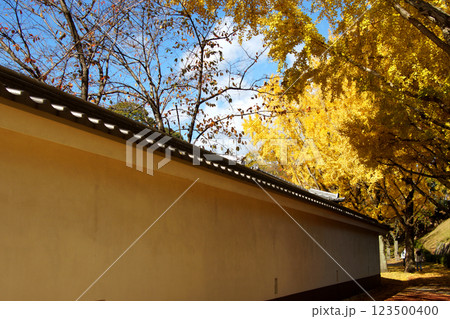 桜の馬場　城彩苑横の銀杏並木　黄色く黄葉した景観 123500400