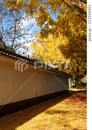 桜の馬場　城彩苑横の銀杏並木　黄色く黄葉した景観 123500401